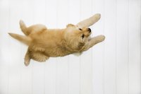 Puppies may be adorable, but they aren't easy to housebreak.