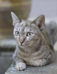Make the litter comfortable for your cat and low maintenance to clean.