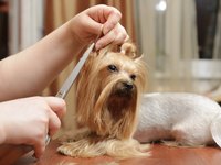 Groomers must know the standards for grooming specific breeds.