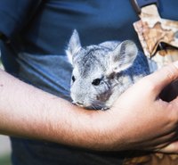 On average, chinchillas give birth to two kits per pregnancy.