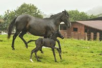 Small foal running with its mother in field.