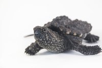 Baby snapping turtles are hatched in sand and live in water.