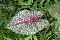 Caladium tubers may be saved and planted again in the spring.
