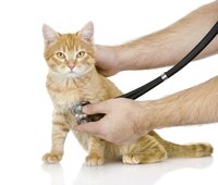 Unusual or sudden changes in the litter box require a visit to the vet.