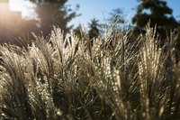 Zebra grass quivers in the slightest breeze, creating a striking display.