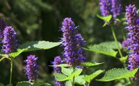 The flowers of an anise hyssop plant.
