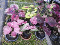 Showy caladium leaves outshine the small, inconspicuous, calla-like flowers.