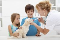 A vet and two children and their puppy.