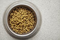 Bowl of cat food