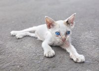 Thin isn't necessarily an old cat's natural condition.
