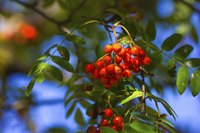 Close-up of berries on Mountain Ash Tree