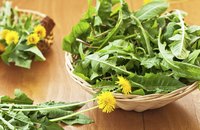 Bowl of fresh dandelions