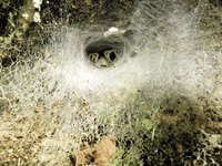 A funnel web spider's web is not sticky.