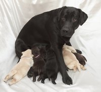 Puppy ID bands can help identify pups as they grow.