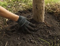 Close-up of man planting tree