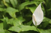 Peace lily flowers are lightly fragrant.