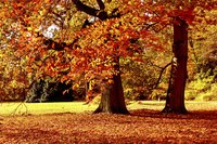 Two colorful maple trees grow in a field.