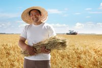 A farmer is holding wheat in his field.