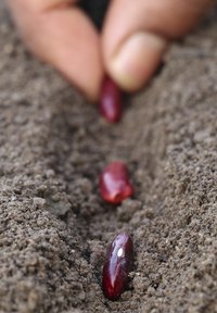 Kidney beans planted in soil