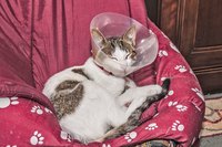 A cat resting on a chair while wearing a protective cone.