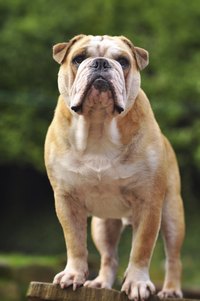 A bulldog standing.