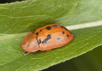 The golden tortoise beetle can change its color from gold to reddish with black dots.