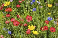 Plant cornflowers with red poppies (Papaver rhoeas) for a striking contrast.