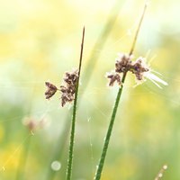 Bulrushes can grow up to 10 feet tall, depending on the species.