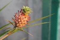 A close-up of a young pineapple plant.