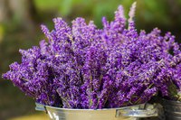If you put lavender in water, it won't dry well.