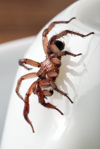 Some trapdoor spiders have thick, stiff leg hairs to help them dig.