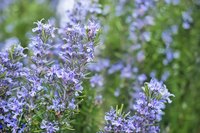 Rosemary's low water requirements fit will with a water-wise landscaping plan.