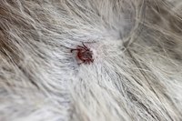 In warm climates, ticks are active year-round.