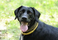 A happy dog wearing a yellow flea collar outside.