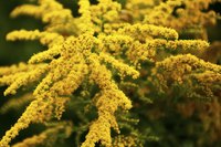 Goldenrod in full bloom