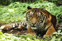 Tigers once lived all over Asia and into Turkey.