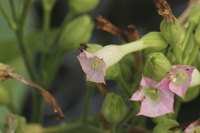 Nicotiana plants growing outside under the sun.