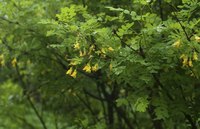 A caragana tree grows in a forest.