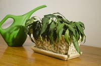 Affected parts of a frostbitten plant may wilt.