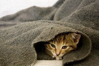 A close-up of a kitten curled up in a blanket.