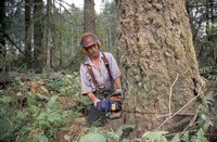 Man using chainsaw to cut down tree