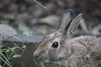 Rabbits often graze on landscape plants in the evenings.