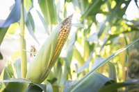 Squirrels detect ripe corn by the smell.