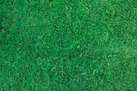 Grass from a lawn