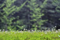 White clover blooms in late spring.