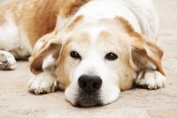 Dog lying on floor.