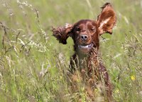 Dog running through field with ears flapping