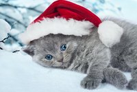 Fur balls and pompoms go together like fluffy kittens and Santa hats.