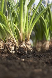Larvae- or egg-infested soil can contribute to a worm infection.