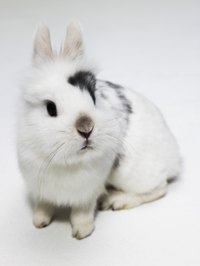Rabbits can start procreating at a very young age.